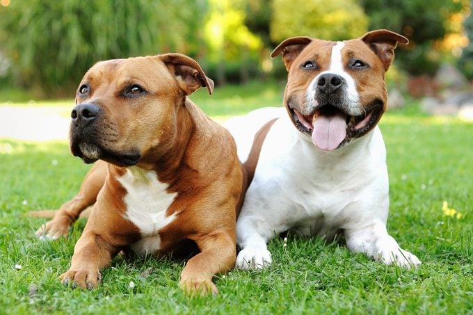 two pit bull dogs in the grass
