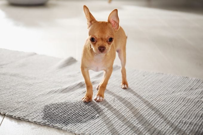 Cute Chihuahua puppy near wet spot on rug indoors