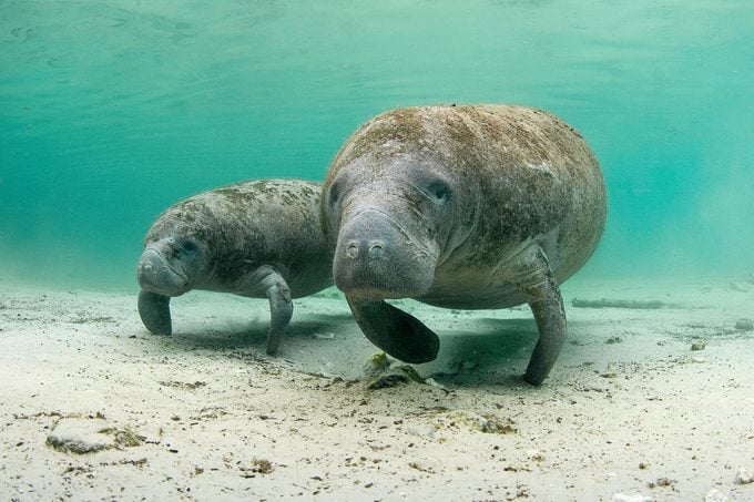 two manatees under water