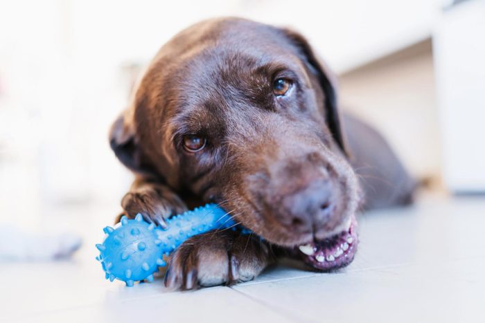 chocolate lab dog chewing on a blue dental chew toy