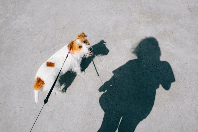 Jack Russell terrier dog with leash and the shadow of its owner.