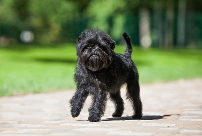 Little black affenpinscher puppy