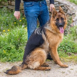 german shepherd dog and owner