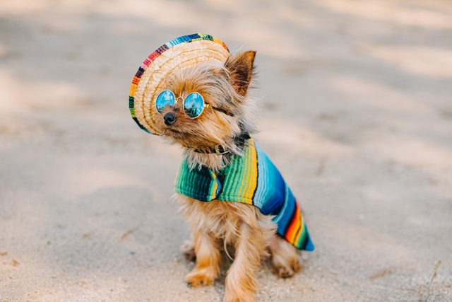 Yorkshire Dog In Mexican Pet Clothing
