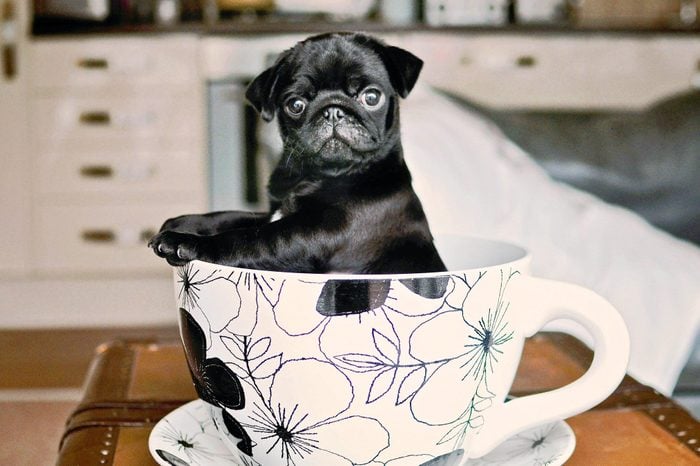 black pug puppy in a teacup