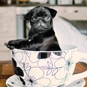 black pug puppy in a teacup