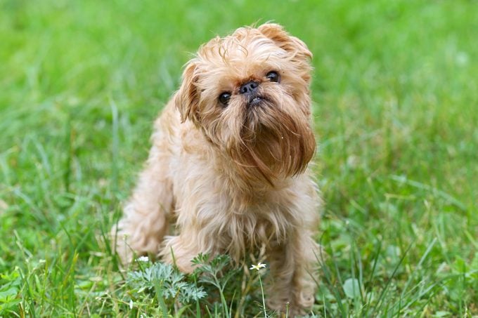 Brussels Griffon dog in the grass
