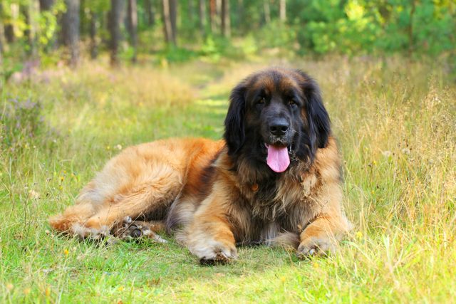 Leonberger in the grass