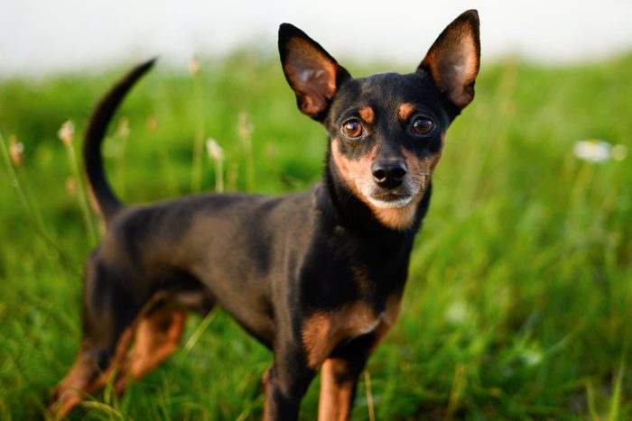 Portrait of a smooth-haired Russian Toy Terrier dog