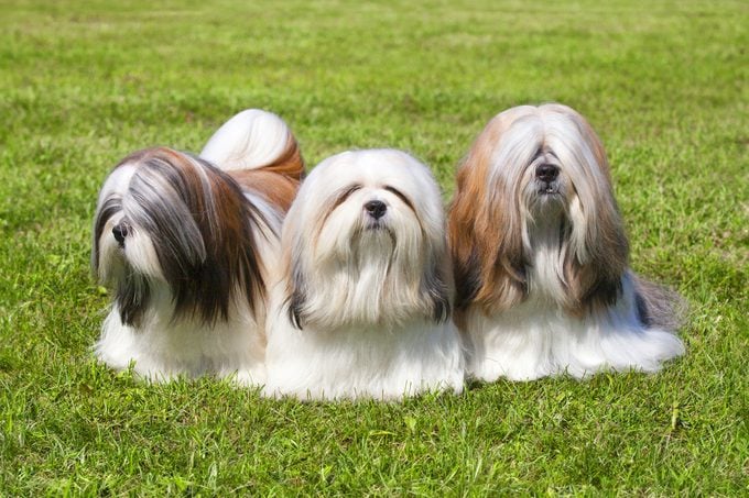 three Lhasa Apso dogs in the grass