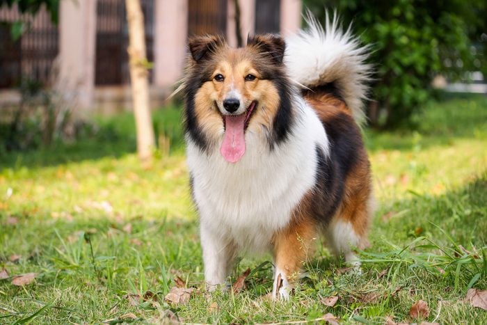 cute sheltie dog in the grass