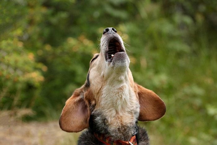 dog howling outdoors