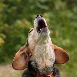 dog howling outdoors