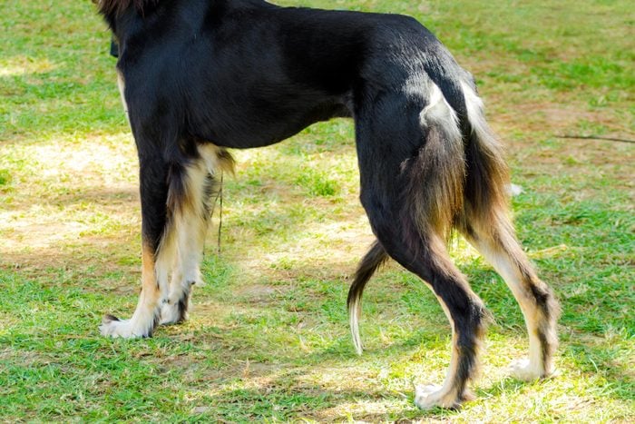 dog with tail tucked between legs