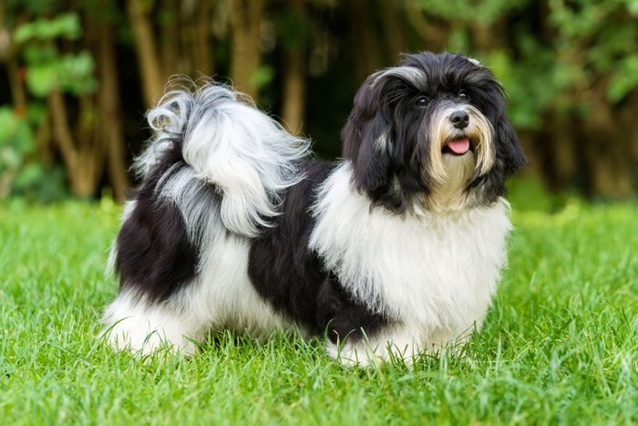 cute Havanese dog outside in the grass