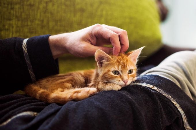 small cuddly orange kitten on a person's lap
