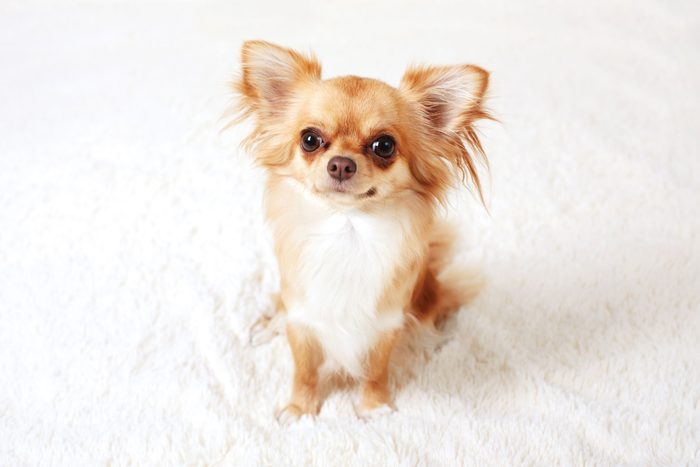 Gettyimages 802605544 Cute Chihuahua Jvcrop2