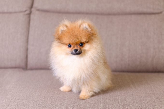 adorable fluffy pomeranian puppy sitting on the couch