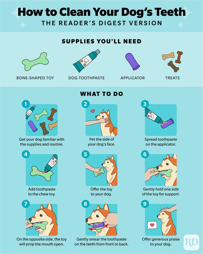 How To Clean Your Dog's Teeth Infographic with steps and supplies