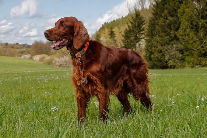 Irish Setter Gettyimages 1393679082 Ssedit
