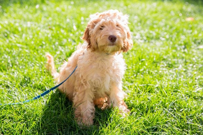 Little 4 Month Old Cockapoo Puppy Sitting In The Grass