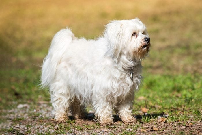 Little White Havanese Is With Great Pride In A Meadow