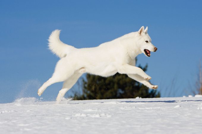 Male Siberian Husky Running Over Snow Gettyimages 200335632 001
