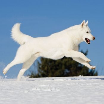 Male Siberian Husky Running Over Snow
