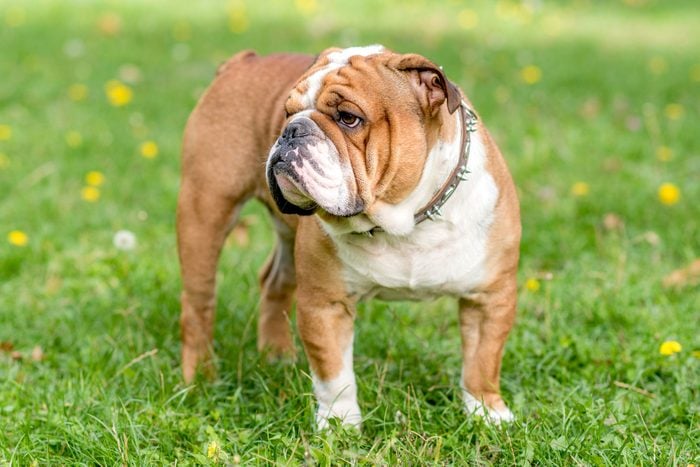 Portrait of beautiful English bulldog