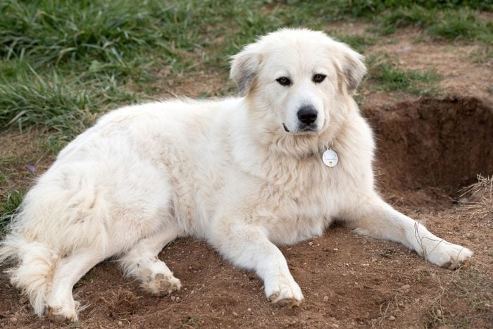 Photograph Of A Great Pyrenees Lying Outside In A Fresh Pile Of Dirt Recently Dug Up From A Nearby Hole