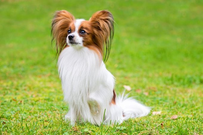 Portrait Of A Papillon Purebreed Dog Sitting On The Grass