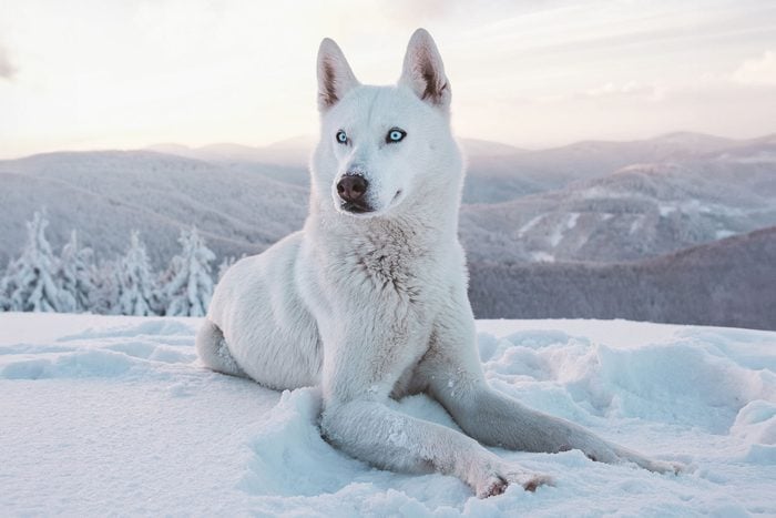 Portrait Of A White Siberian Husky Dog Resting In Snow Covered Land Moscow Russia