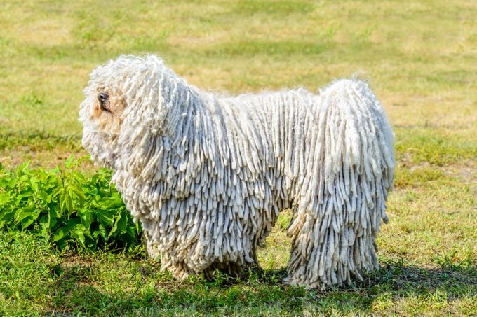 The Komondor Stands On The Grass In The Park