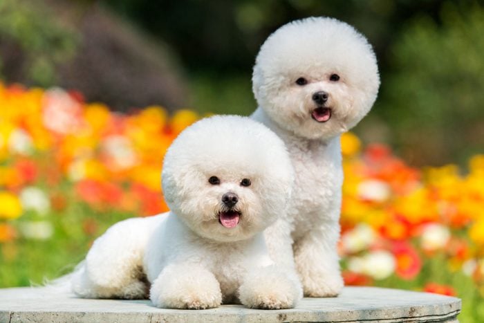 Two Bichon Frisé Sitting On A Cemented Area In A Park