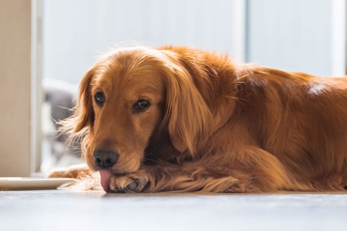 The Golden Retriever Dog is lying on the ground licking his paws