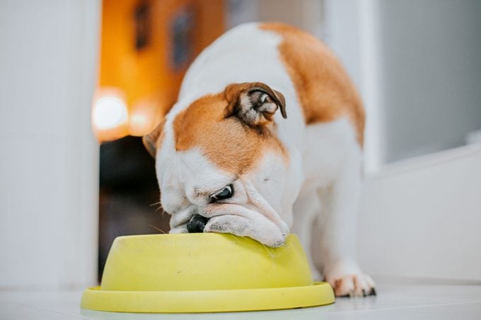 Dog eating from his bowl.indoor