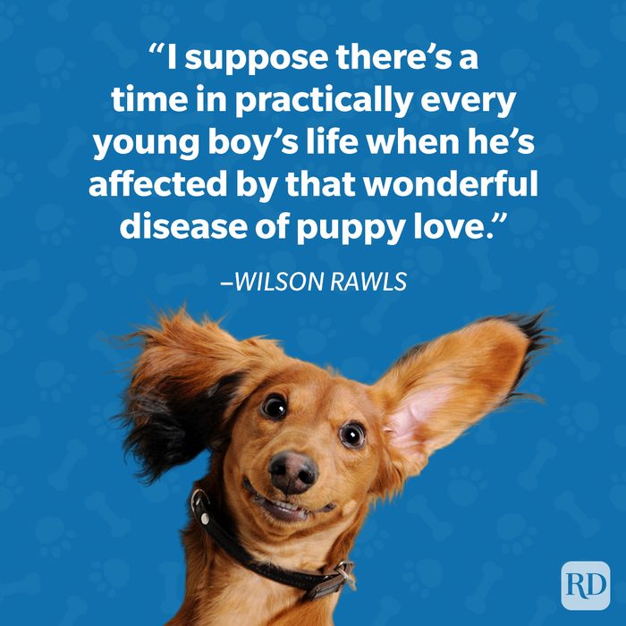 Wilson Rawls Dog Quote
