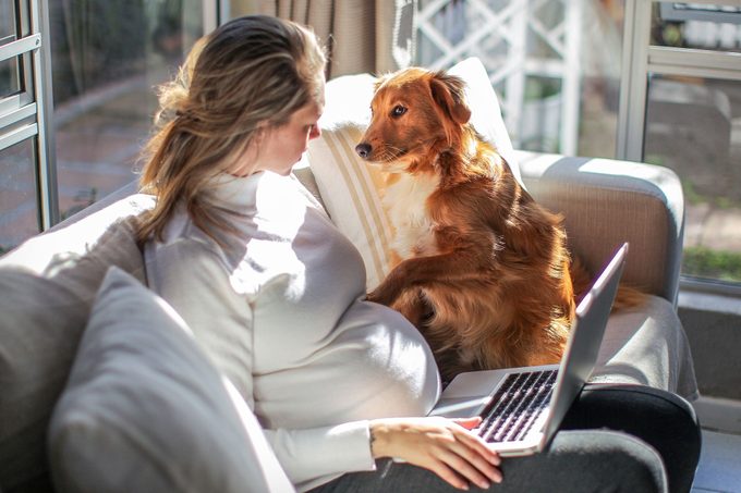 A Young Pregnant Woman Working On Her Laptop At Home While Her Dog Looks For Her Attention