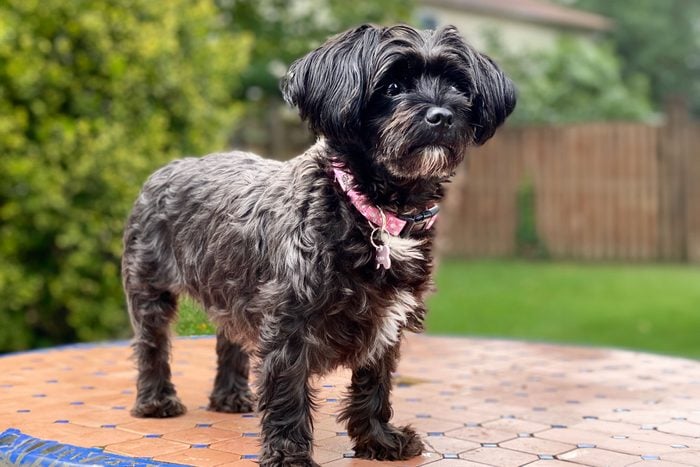 Cute Morkie Black Dog With White Chest Standing On Table