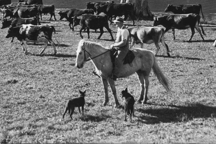 A man on a horse Rounding Up Some Of His Dairy Cattle with his dogs At His Station in Piora In The New England Area of australia in 1958