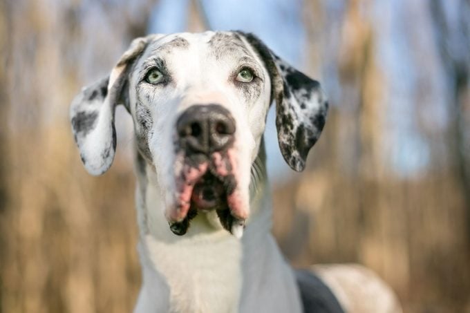 A Harlequin Great Dane dog with heterochromia in its eyes