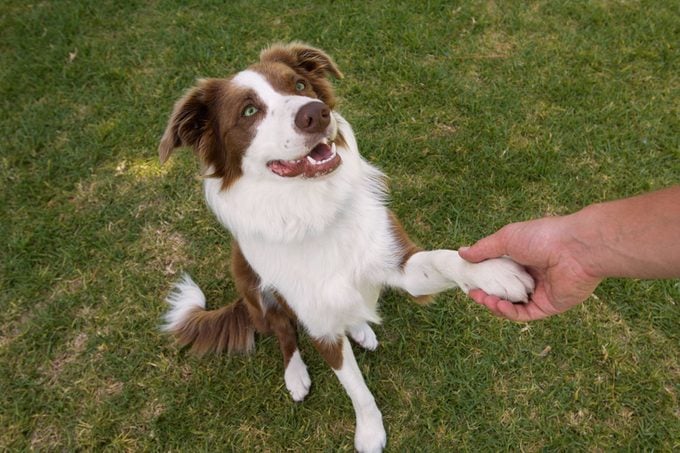 Shaking paws of Border Collie