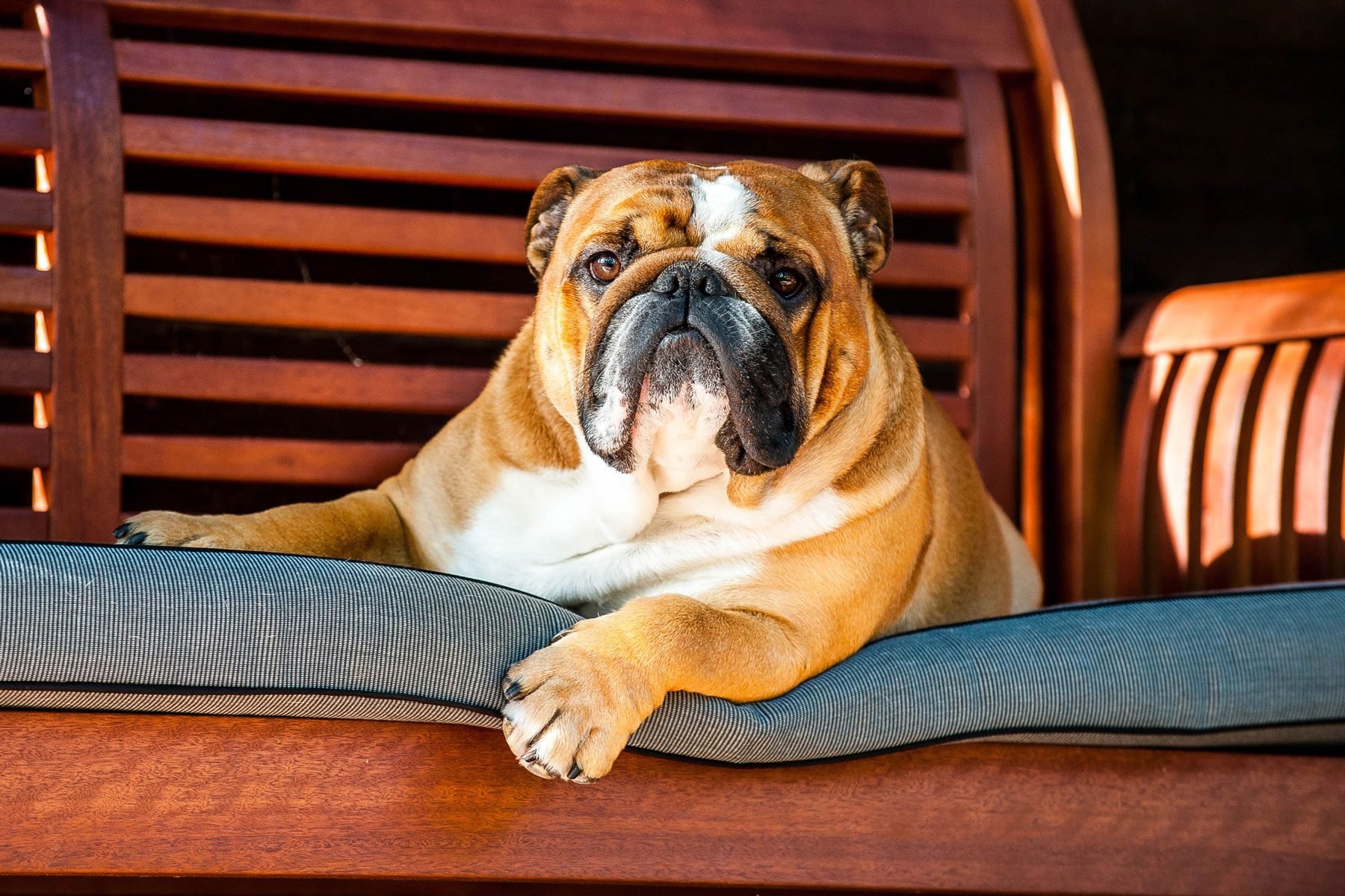 13 Bulldog Breeds: Differences, History and Why You'll Love Them