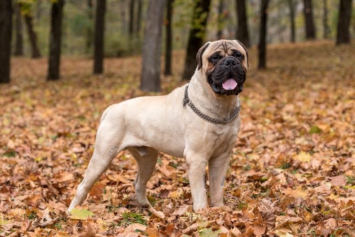 Bullmastiff standing in a forest area