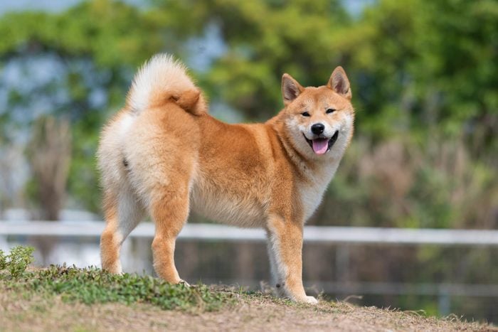 Shiba Inu standing on the grass in the park