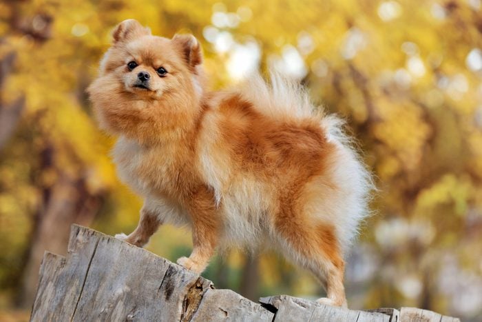 Side view picture of a red pomeranian standing on the old tree stump