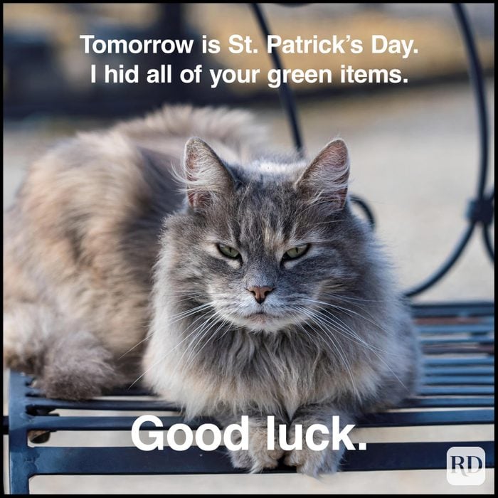St. Patrick’s Day Meme of a grumpy cat that hid all of your green items on a park bench.