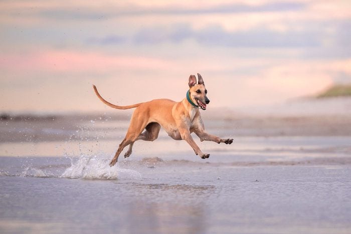 A Greyhound Dog Joyfully Runs Along The Wet Sand Along The Shoreline Of The Sea