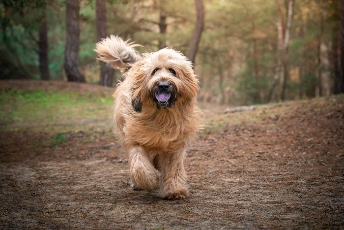 French Shepherd Dog - Briard - for a walk in the woods
