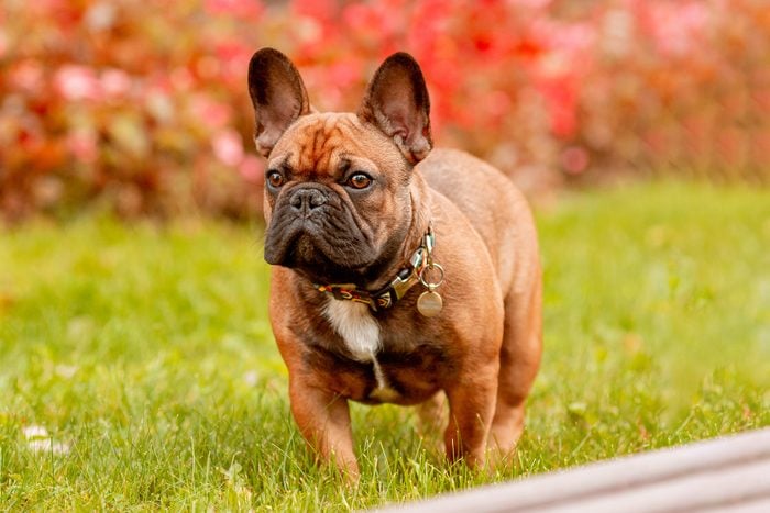 French Bulldog Gettyimages 1472526504 Ssedit